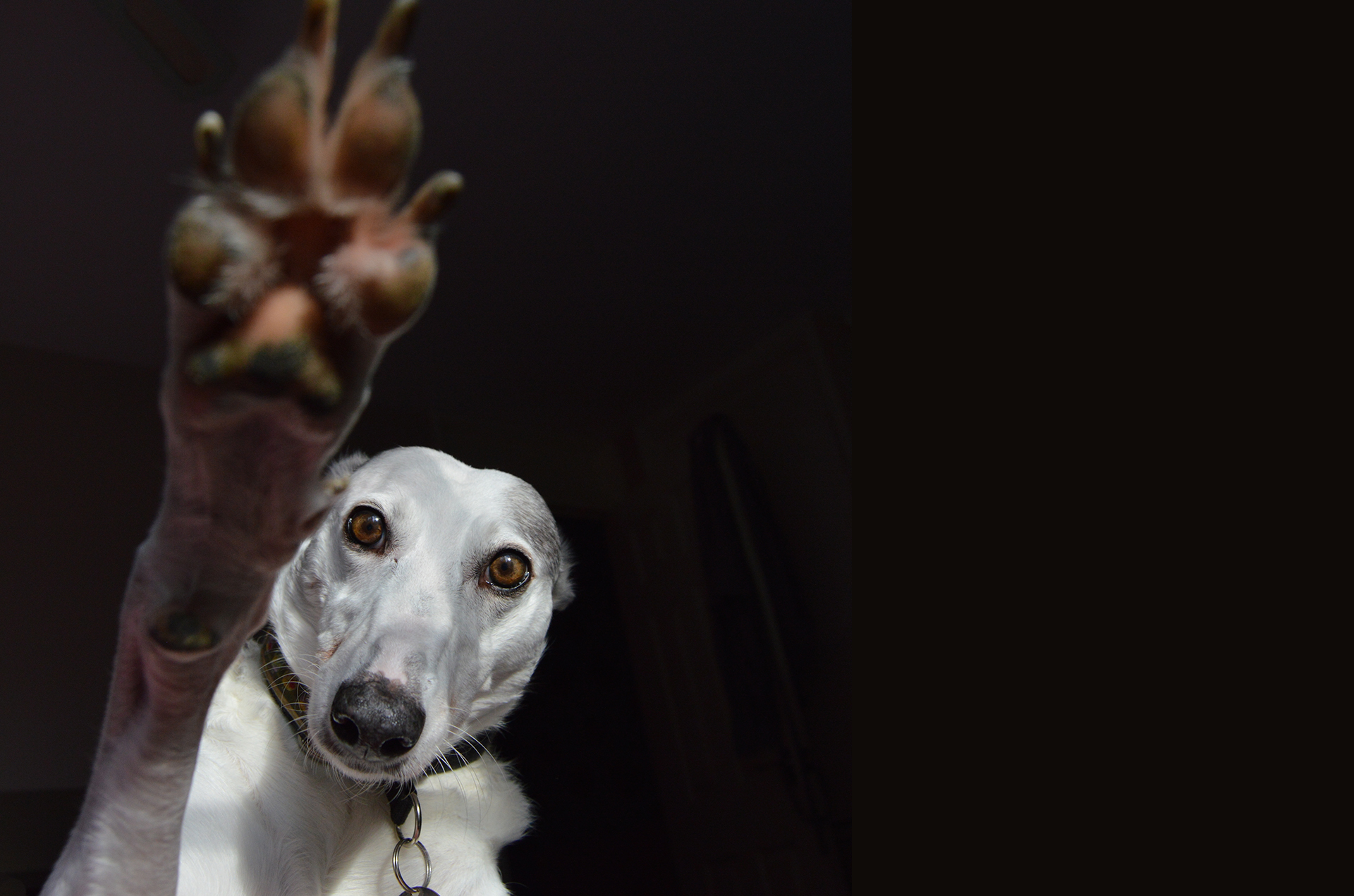 Greyhound Protection UK Greyhound Rescue